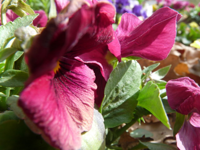 Flowers at AF Library!