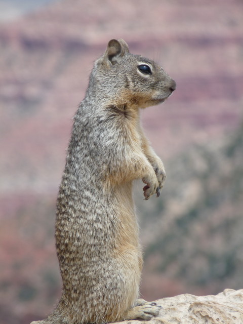 Squirrel