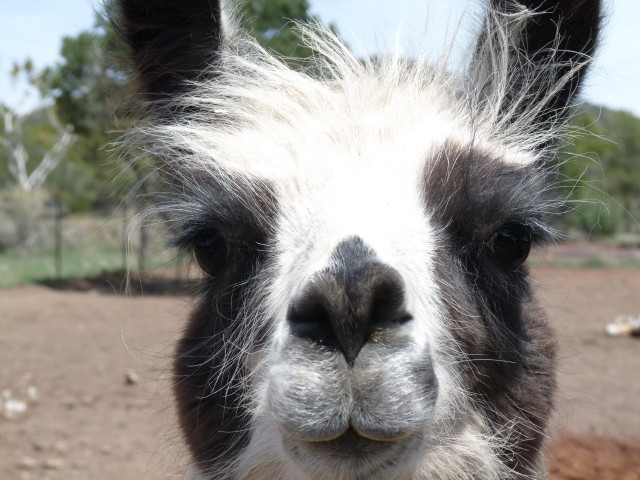 Baby Llama