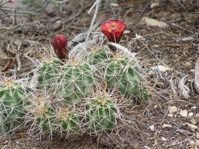 Red Cactus Blossoms