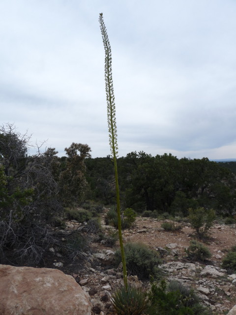 Interesting Cactus Sprout